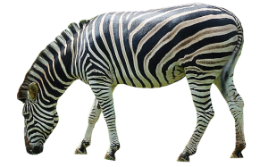 Zebra PNG image-8976